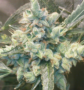 OG Kush